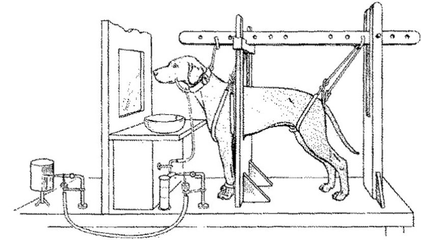 A depiction of Pavlov's experiment.