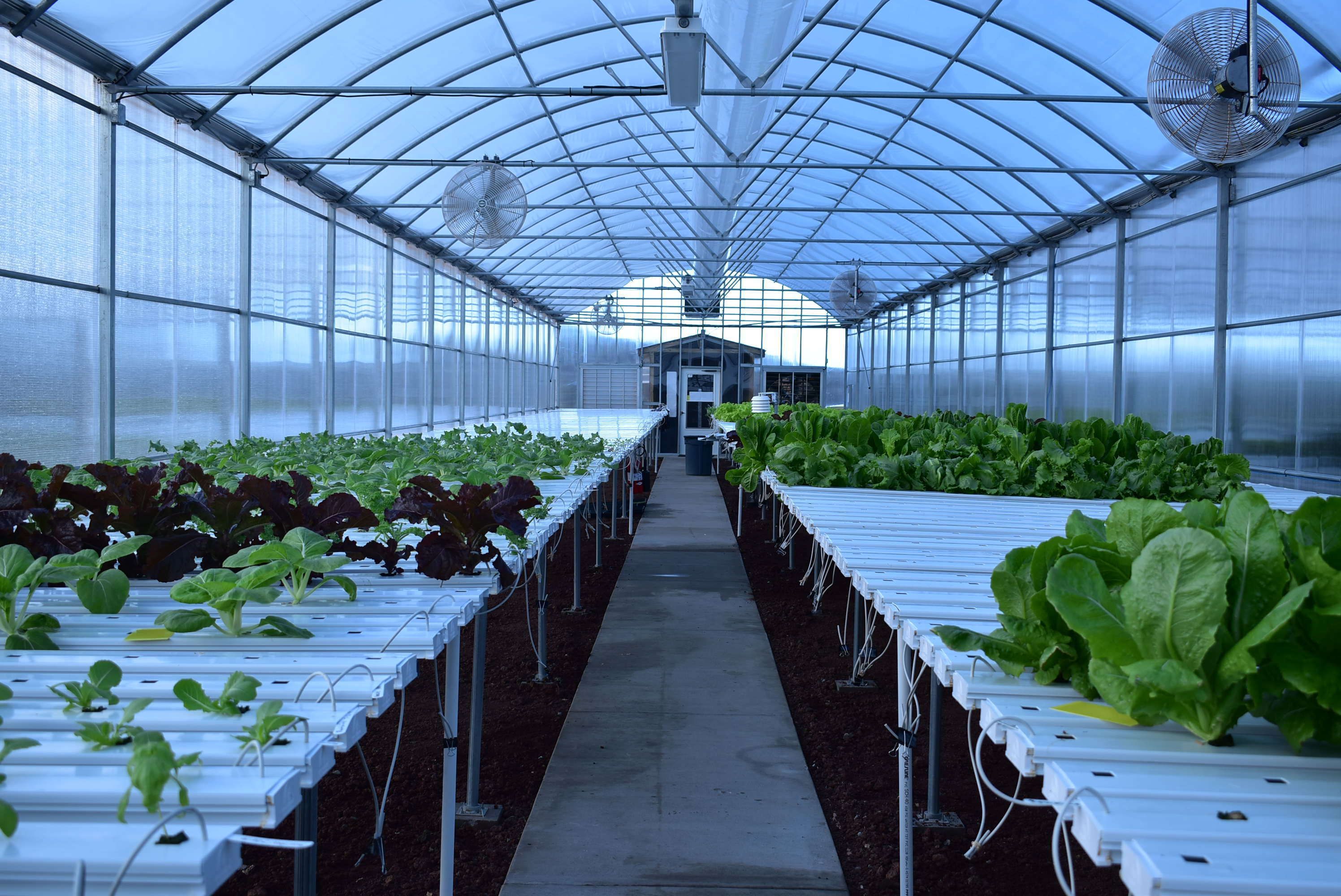 Hydroponics facility on Ascension Island. Photo created by US Space Force.